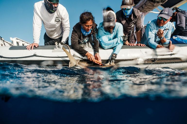 Shark tagging