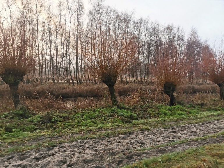 Knotwilgenlandschap: geen natuurgebied, maar zeker kwaliteit