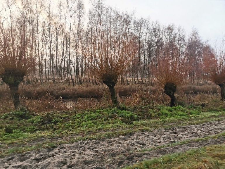 Knotwilgenlandschap: geen natuurgebied, maar zeker kwaliteit