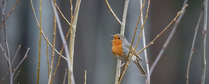 roodborst