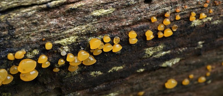 Gesteelde druppelzwam (Dacrymyces capitatus)