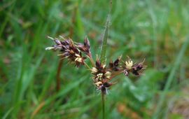 Ed Stikvoort, Saxifraga gewone veldbies