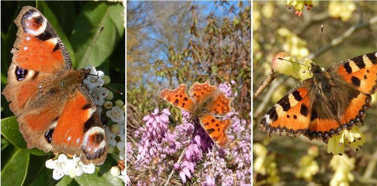 Vlinders op voorjaarsbloeiers: v.l.n.r. dagpauwoog op sneeuwbal, gehakkelde aurelia op winterheide & kleine vos op schijnhazelaar