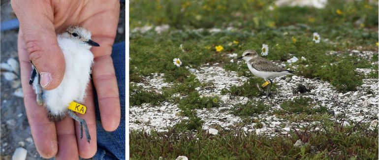 Jonge strandplevier tijdens het ringen op de Marker Wadden en op 3 juli op de Slikken van Flakkee. Dankzij de ring weten we dat hij zich al meer dan honderd kilometer verplaatste. Er broeden hooguit 135 paar strandplevieren in ons land. Dit jaar zijn meer dan 40 individuen geringd. De vogels ondervinden geen last van de vlaggetjes