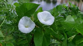 Haagwinde in Leidse Hortus botanicus