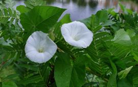 Haagwinde in Leidse Hortus botanicus