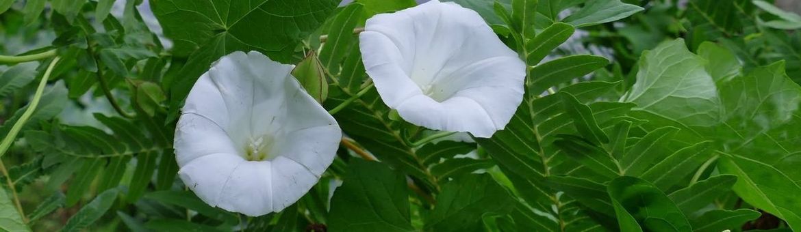 Haagwinde in Leidse Hortus botanicus