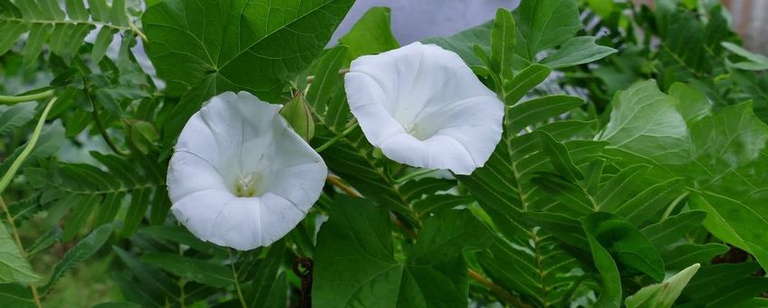 Haagwinde in Leidse Hortus botanicus