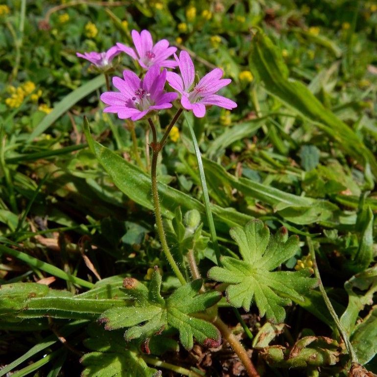 Zachte ooievaarsbek is een zeer algemene Geranium-soort (cursief met hoofdletter) die bijvoorbeeld veel in bermen te vinden is