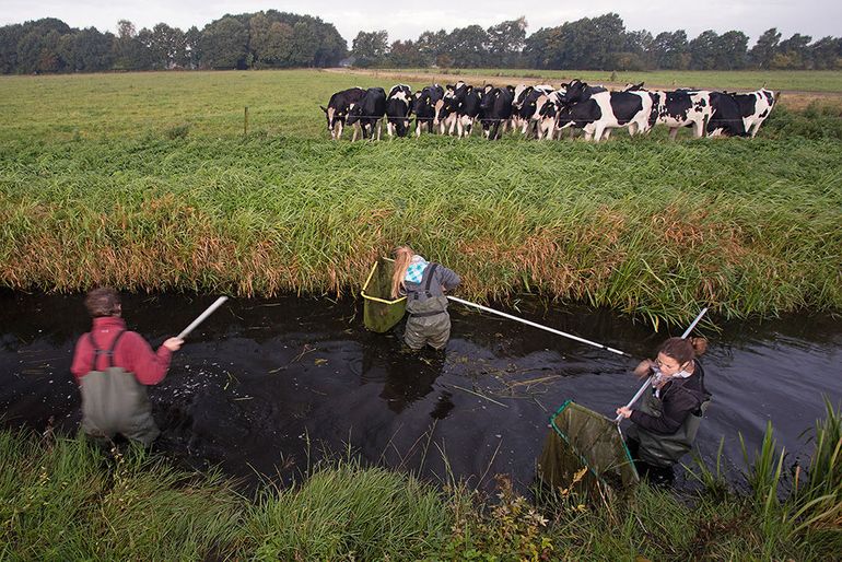 Met schepnetten inventariseren vrijwilligers de boerensloten