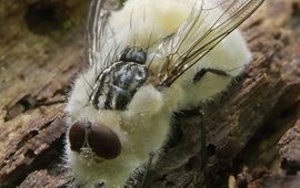 Marjon van der Vegte Entomophthora muscae