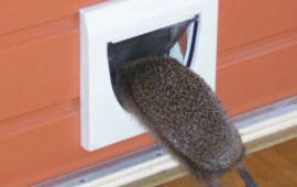 Peter Zeeman Egel in kattenluik