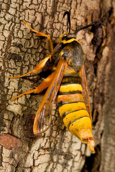 Lokkend vrouwtje van de gekraagde wespvlinder
