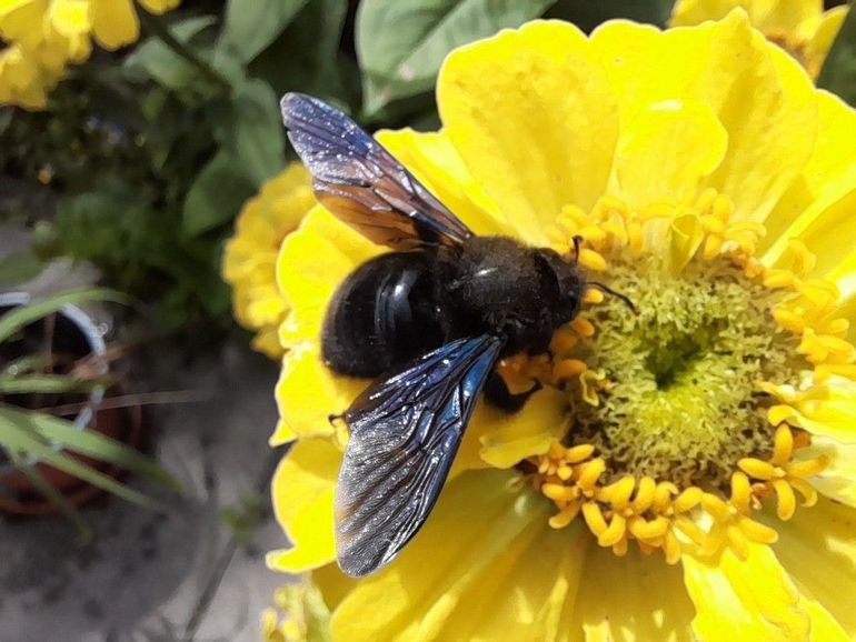 De blauwzwarte houtbij lijkt nog het meest op een hommel met zwarte vleugels