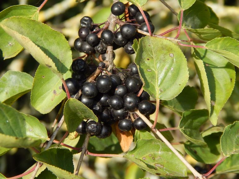 Bessen van de wegedoorn