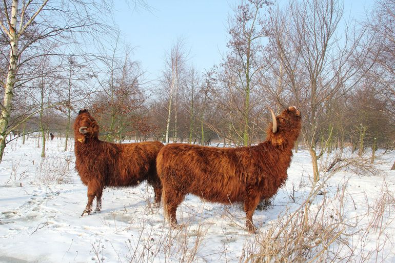 Ook tijdens deze winterse omstandigheden zijn deze Schotse Hooglanders nog in goede conditie