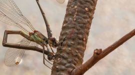 Houtpantserjuffer ovipositie - primair