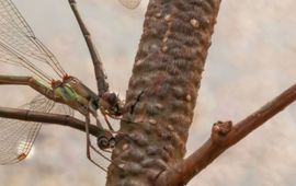 Houtpantserjuffer ovipositie - primair