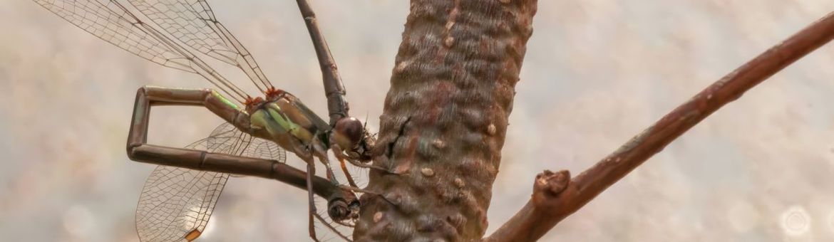 Houtpantserjuffer ovipositie - primair