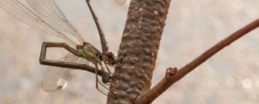 Houtpantserjuffer ovipositie - primair
