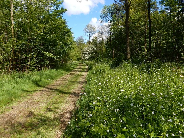 Kuinderbos, een multifunctioneel bos waar ook wordt gerecreëerd en waar houtoogst plaatsvindt