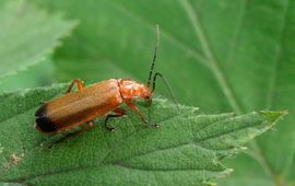 Rhagonycha fulva. Kleine rode weekschild