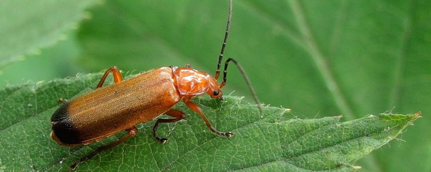 Rhagonycha fulva. Kleine rode weekschild