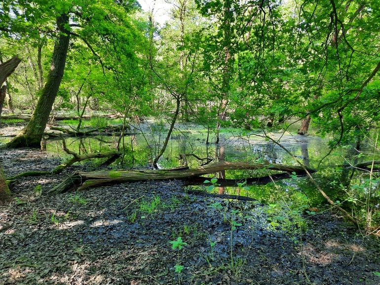 Broekbos in Lieftinghsbroek