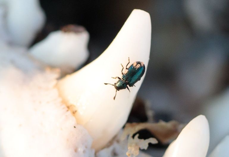 Bij Dood doet Leven Zeeland doen vrijwilligers en specialisten onderzoek naar welke insecten op het kadaver afkomen