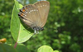 Ilf Jacobs Bruine eikenpage Satyrium ilicis
