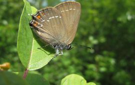 Bruine eikenpage Satyrium ilicis