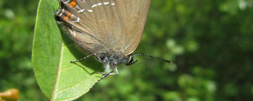 Bruine eikenpage Satyrium ilicis