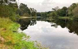 MariÎlle van Riel Moerashertshooi en waterlelie in het Witven (Oisterwijk)