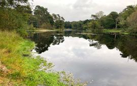 Moerashertshooi en waterlelie in het Witven (Oisterwijk)