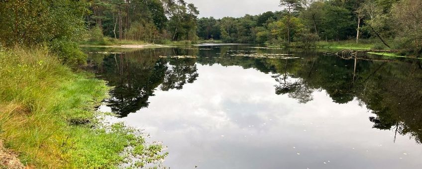 Moerashertshooi en waterlelie in het Witven (Oisterwijk)