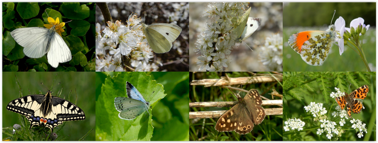 Enkele popoverwinteraars die nu te zien zijn: v.l.n.r. boven: klein geaderd witje, klein koolwitje, groot koolwitje & oranjetipje; onder: koninginnenpage, boomblauwtje, bont zandoogje & landkaartje