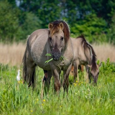 Begrazing is meer dan het eten van planten. Grote grazers poepen, verspreiden zaden en doen nog veel meer