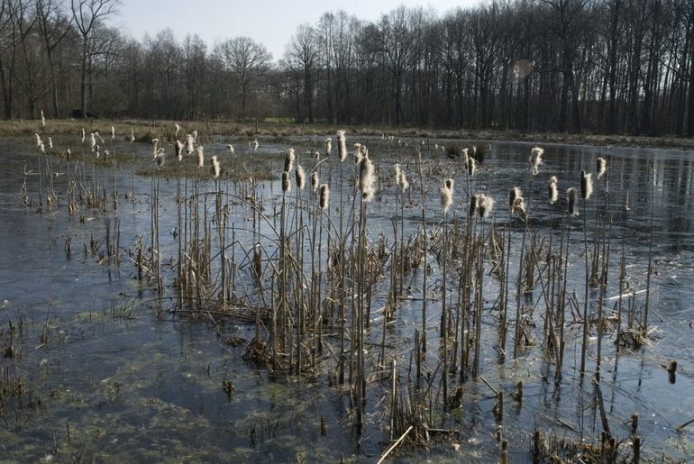 Grote lisdodde met pluis