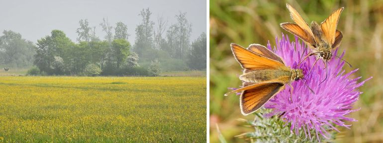 Links: ‘het Jaapjesplekje’, een nat deelgebied van de Zuilespolder. Hier bloeien, afhankelijk van het seizoen, massaal Pinksterbloem, Echte koekoeksbloem en diverse soorten boterbloemen. Er leven veel vlinders, zoals het landelijk steeds zeldzamer wordende Zwartsprietdikkopje (rechts). Daarnaast zijn er 95 soorten grassen, schijngrassen en kruiden waargenomen, waaronder zeldzame graslandsoorten als Grote- en Gewone trosdravik, Veldgerst, en Gulden boterbloem