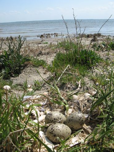 Nest of oystercatcher near the sea