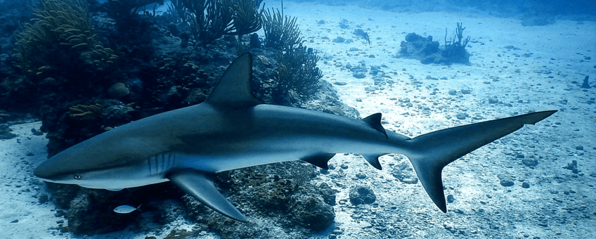 Caribische rifhaai