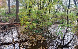Staatsbosbeheer Na verschillende maatregelen lijkt het Ulvenhoutse Bos water weer beter vast te houden.