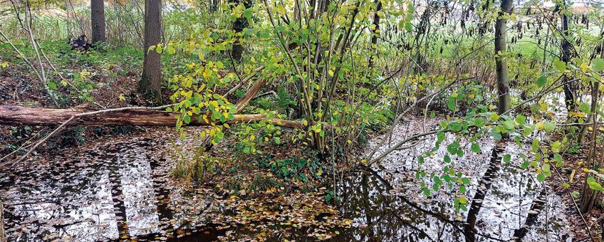 Na verschillende maatregelen lijkt het Ulvenhoutse Bos water weer beter vast te houden.