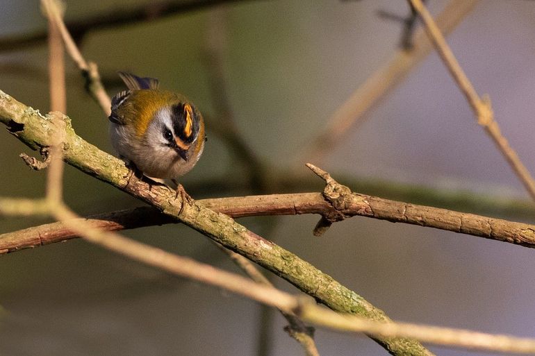 Misschien duikt er in uw tuin ook wel zo'n mooie vuurgoudhaan op