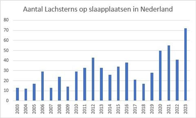 Op 28 juli 2023 zijn er 72 lachsterns geteld tijdens een simultaantelling, een Nederlands record. Het telseizoen is nog niet voorbij. Wellicht wordt het record dit jaar nog aangescherpt 