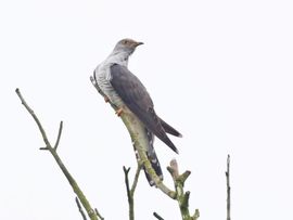 Cuculus canorus. Koekoek