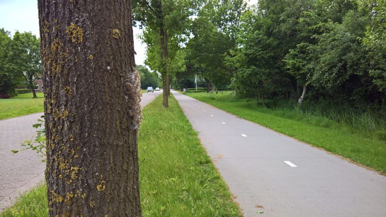 Eikenprocessierupsen met brandharen laag op de stam, op ooghoogte