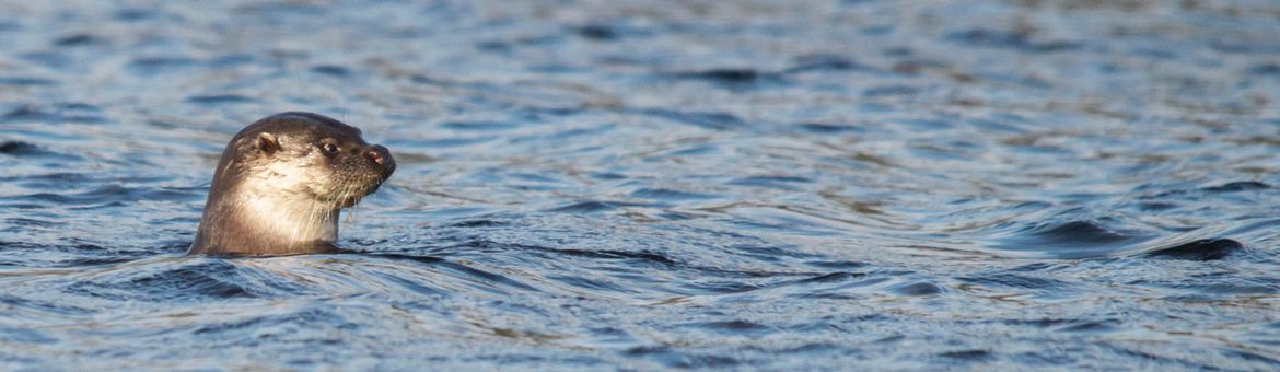 Otter