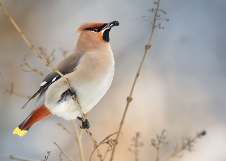 Pestvogel