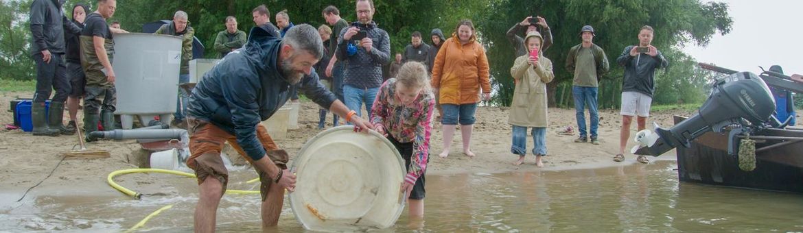 Vorig jaar werden ook steuren uitgezet bij Woudrichem.